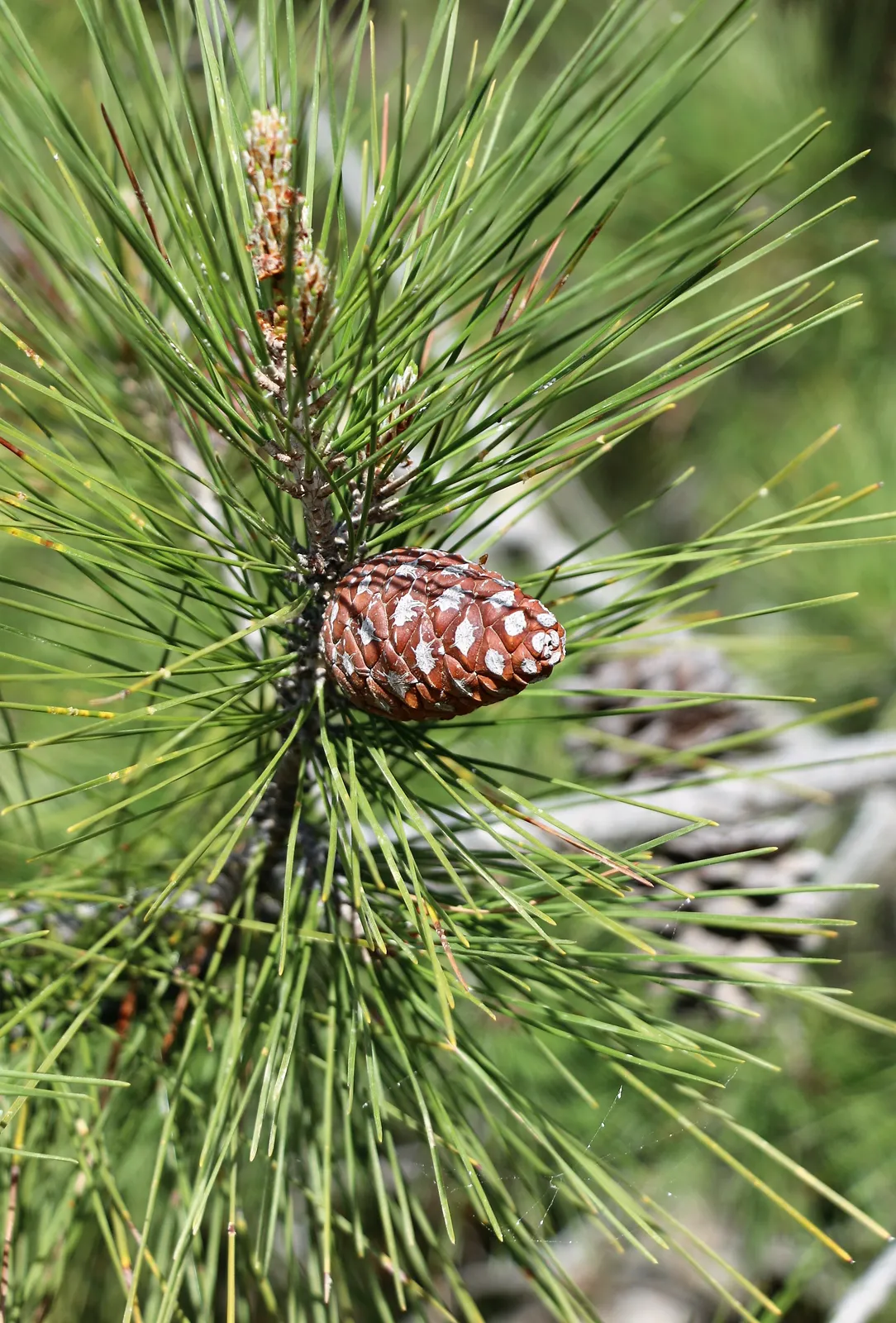 Pinus brutia — katalog fotoğrafı