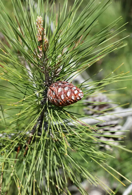 Pinus brutia — katalog fotoğrafı