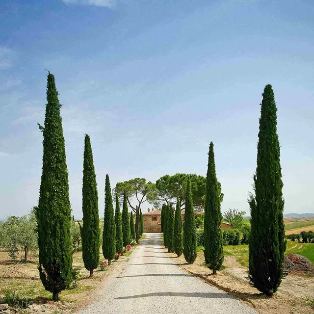 Cupressus sempervirens ‘Stricta’ — katalog fotoğrafı