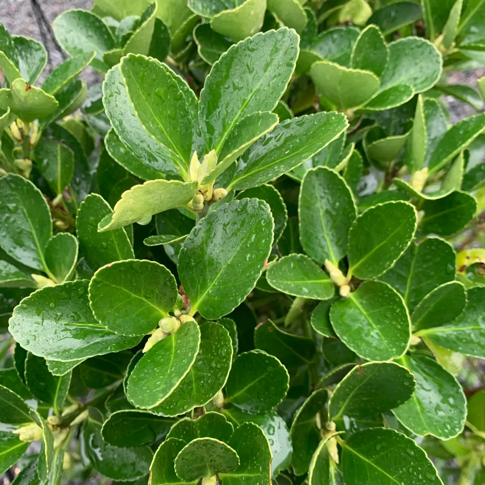 Euonymus japonicus — katalog fotoğrafı