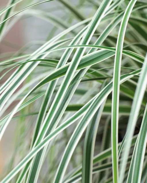 Carex oshimensis ‘Fiwhite’ EVEREST — katalog fotoğrafı