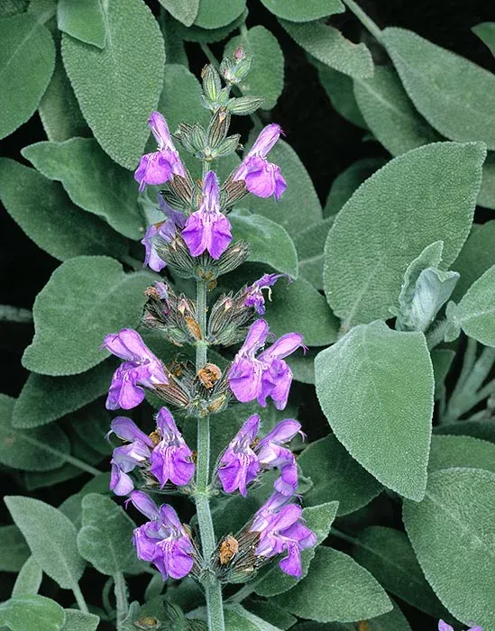 Salvia officinalis — katalog fotoğrafı