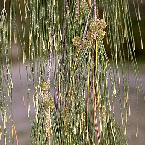 Casuarina equisetifolia — katalog fotoğrafı