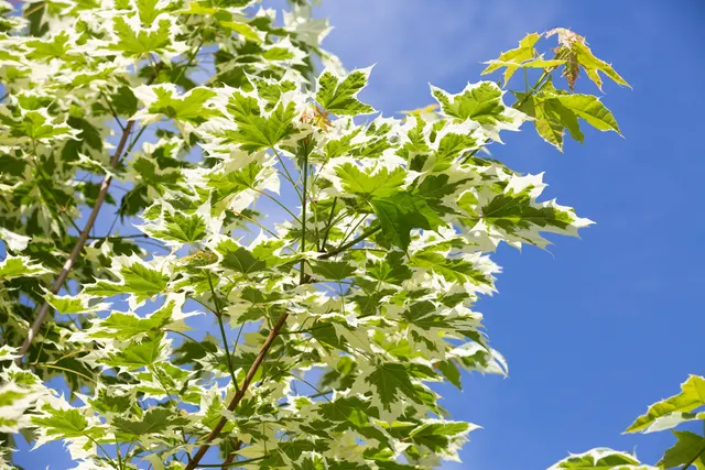 Acer platanoides ‘Drummondii’ — katalog fotoğrafı