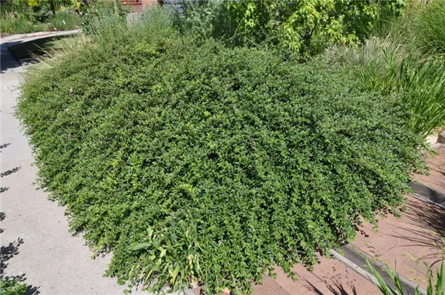 Cotoneaster dammeri ‘Coral Beauty’ — katalog fotoğrafı