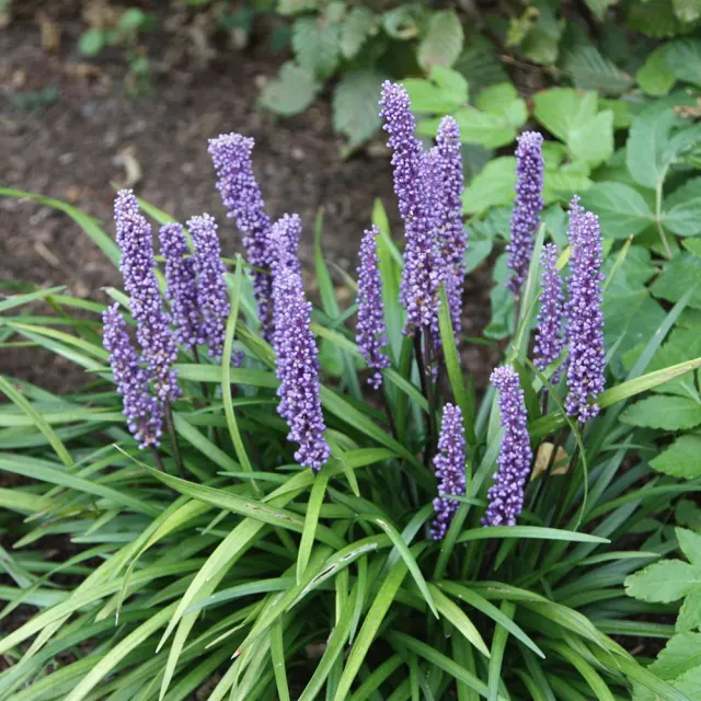 Liriope muscari — katalog fotoğrafı