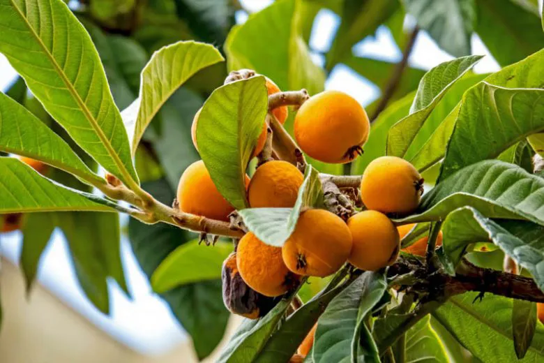 Eriobotrya japonica — katalog fotoğrafı