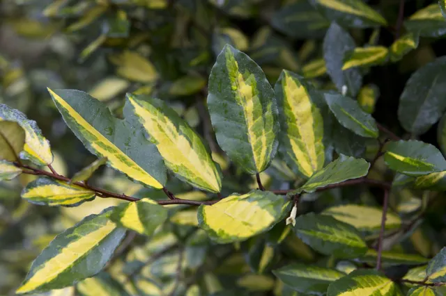 Elaeagnus pungens ‘Maculata’ — katalog fotoğrafı