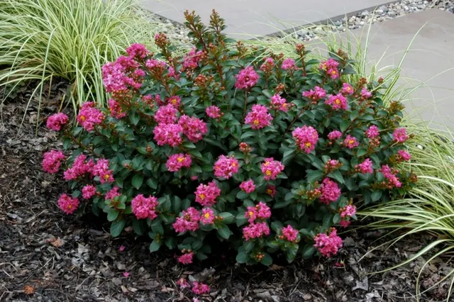 Lagerstroemia indica ‘Nana’ — katalog fotoğrafı