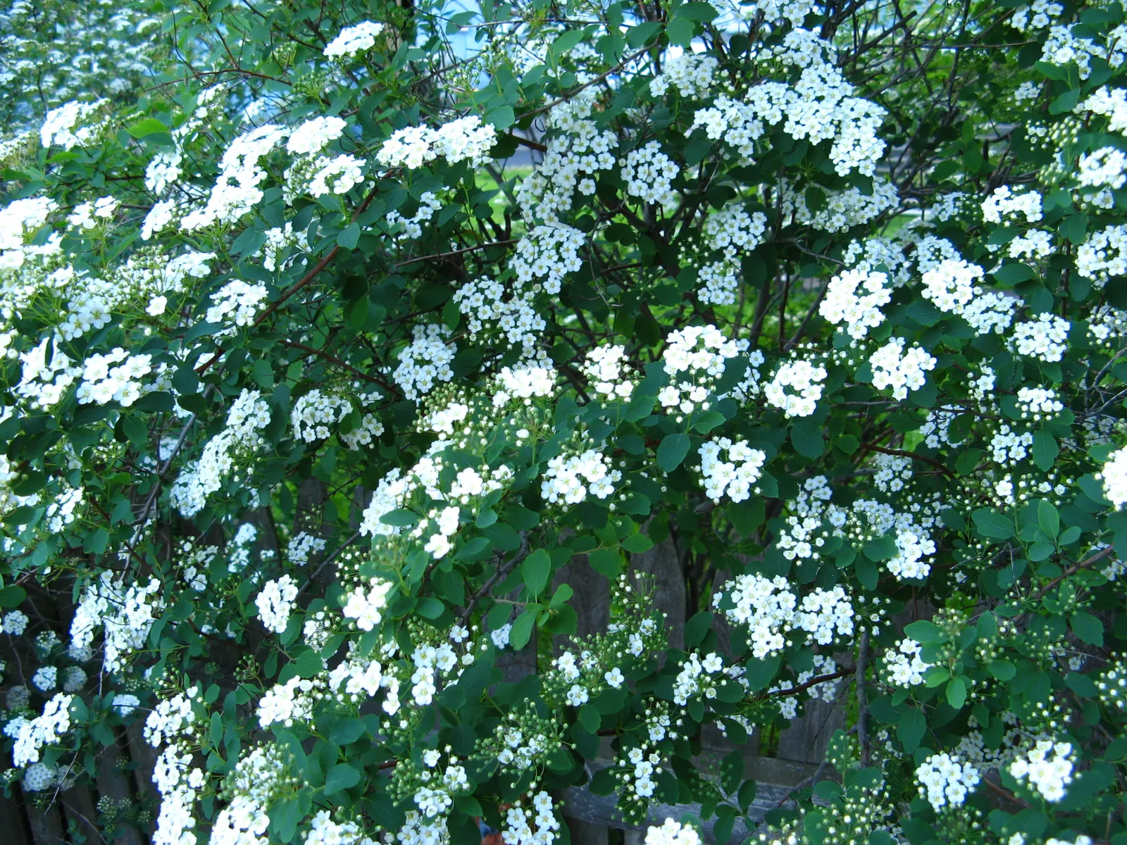 Spiraea prunifolia — katalog fotoğrafı
