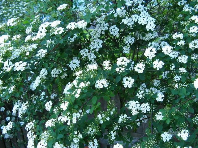 Spiraea prunifolia — katalog fotoğrafı