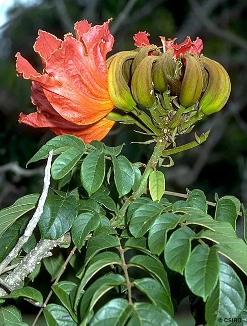 Spathodea campanulata — katalog fotoğrafı