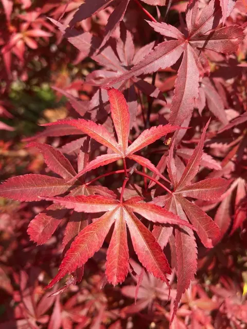 Acer palmatum ‘Skeeter’s Broom’ — katalog fotoğrafı
