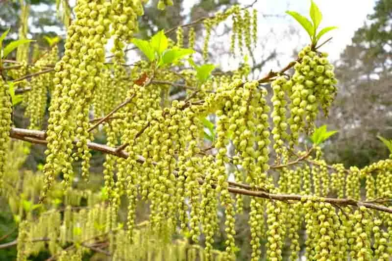 Stachyurus praecox — katalog fotoğrafı