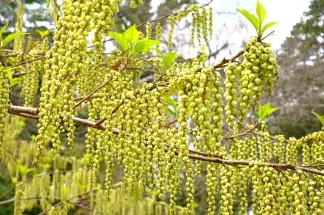 Stachyurus praecox — katalog fotoğrafı