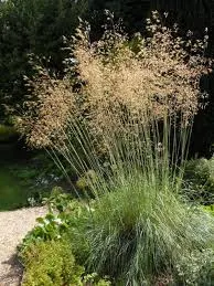 Stipa gigantea — katalog fotoğrafı