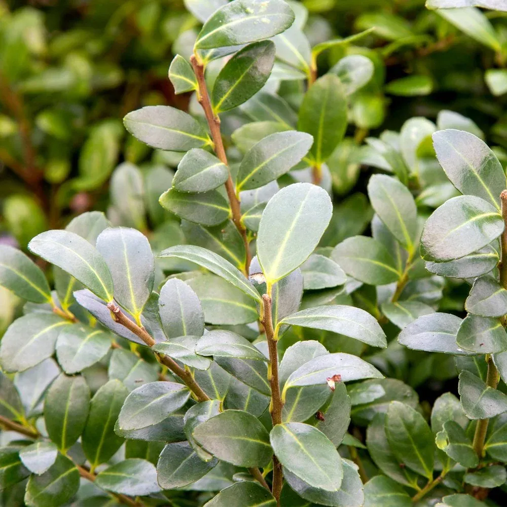 Ilex crenata ‘Caroline Upright’ — katalog fotoğrafı
