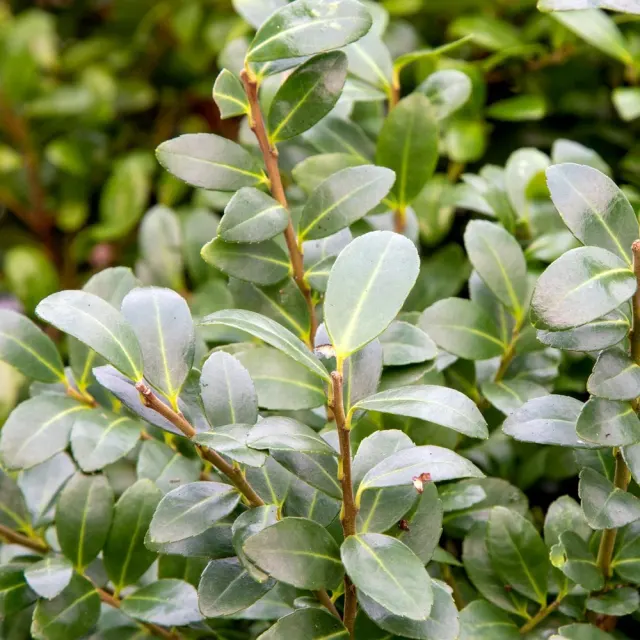 Ilex crenata ‘Caroline Upright’ — katalog fotoğrafı