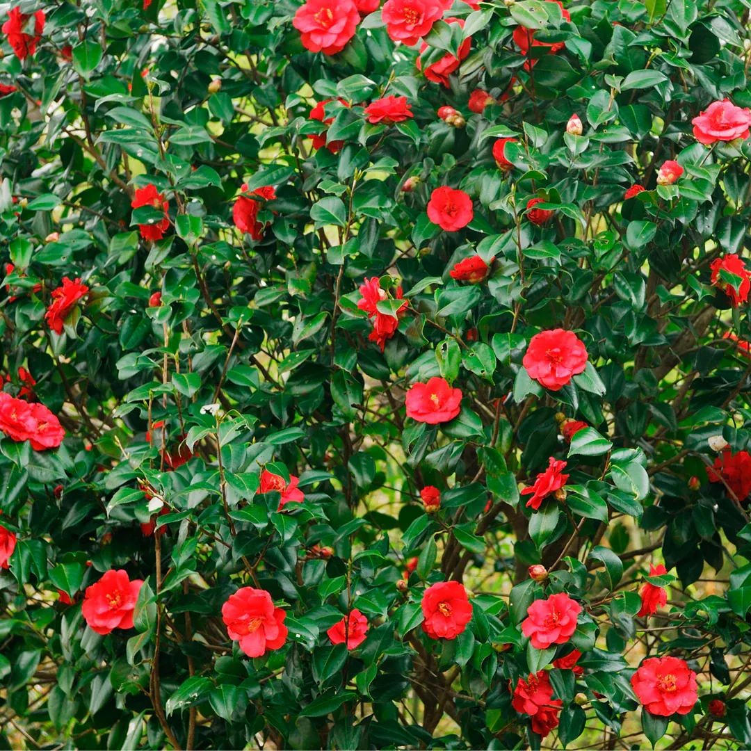 Camellia japonica ‘Lady Campbell’ — katalog fotoğrafı