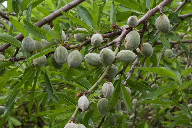 Prunus amygdalus — katalog fotoğrafı
