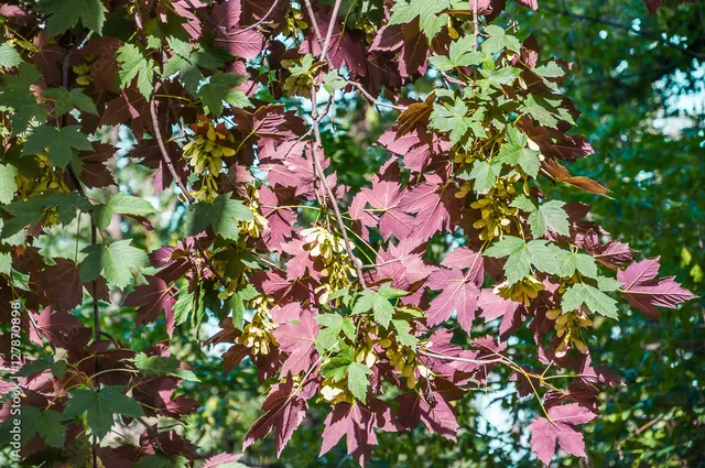 Acer pseudoplatanus ‘Atropurpureum’ — katalog fotoğrafı