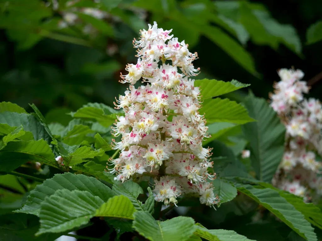 Aesculus hippocastanum — katalog fotoğrafı