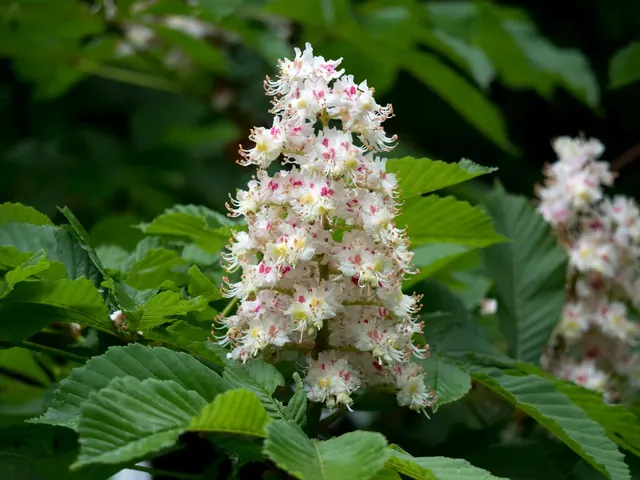 Aesculus hippocastanum — katalog fotoğrafı
