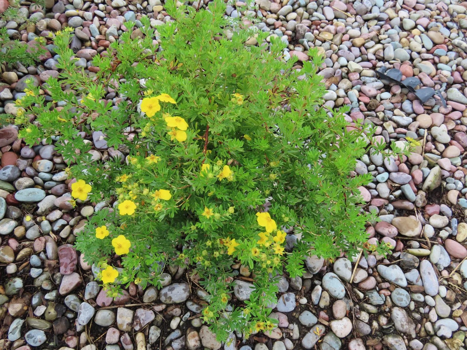 Potentilla fruticosa ‘Goldfinger’ — katalog fotoğrafı