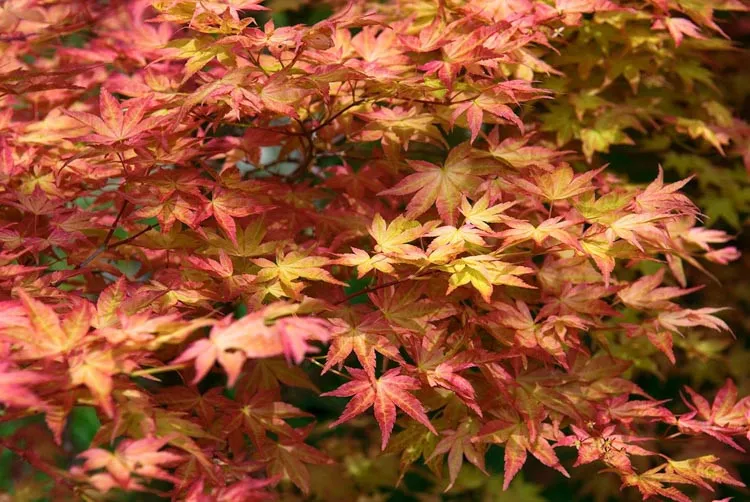 Acer palmatum ‘Deshojo’ — katalog fotoğrafı