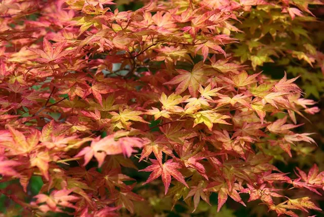 Acer palmatum ‘Deshojo’ — katalog fotoğrafı