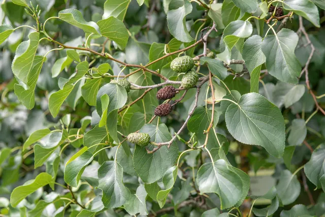 Alnus cordata — katalog fotoğrafı