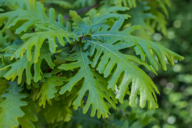 Quercus frainetto — katalog fotoğrafı