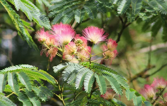 Albizia julibrissin — katalog fotoğrafı