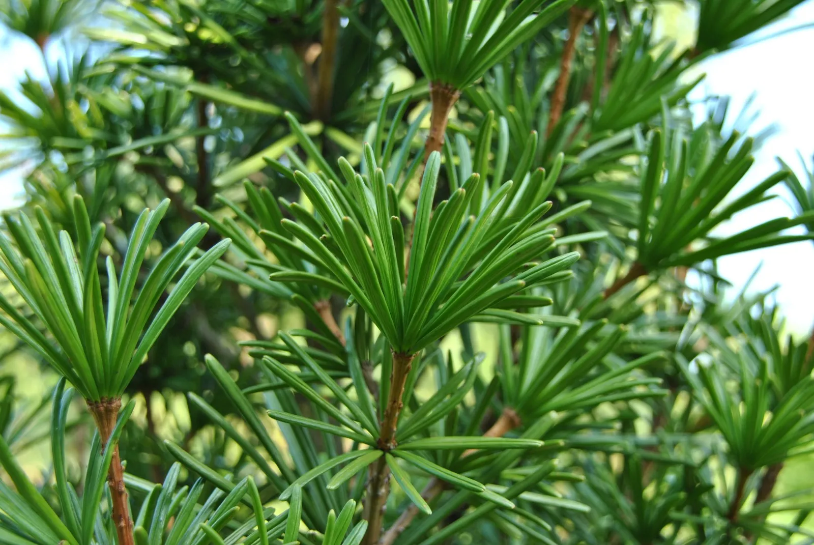 Sciadopitys verticillata — katalog fotoğrafı
