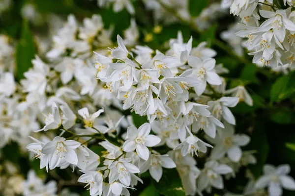 Deutzia gracilis — katalog fotoğrafı