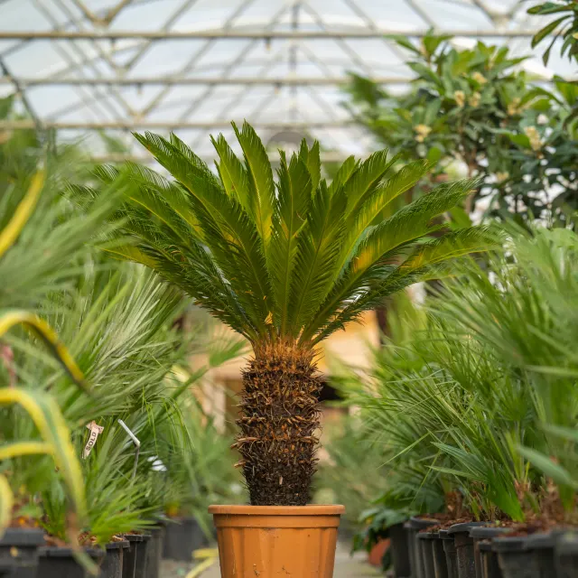 Cycas revoluta — katalog fotoğrafı