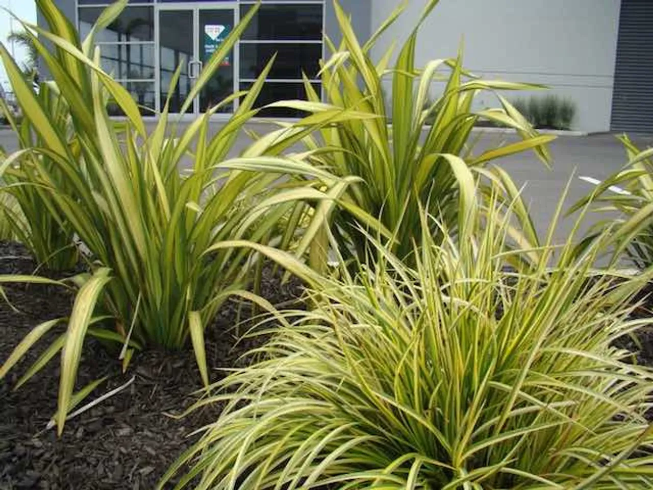 Phormium ‘Yellow Wave’ — katalog fotoğrafı
