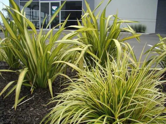 Phormium ‘Yellow Wave’ — katalog fotoğrafı