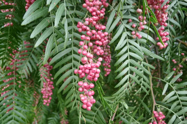 Schinus molle — katalog fotoğrafı