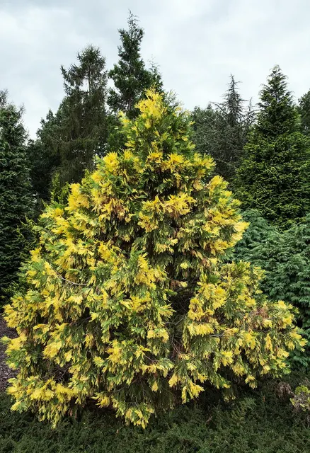 Calocedrus decurrens ‘Aureovariegata’ — katalog fotoğrafı