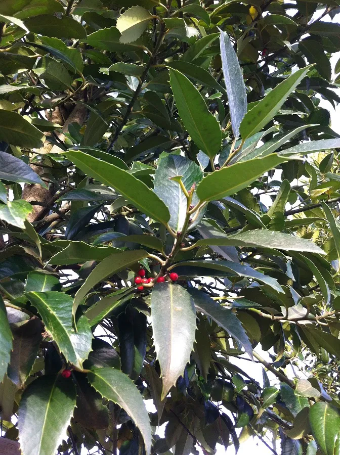 Ilex castaneifolia — katalog fotoğrafı
