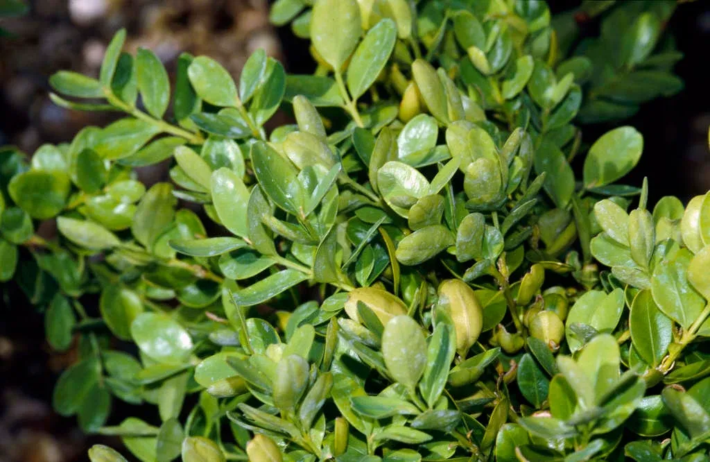 Buxus sempervirens ‘Suffruticosa’ — katalog fotoğrafı