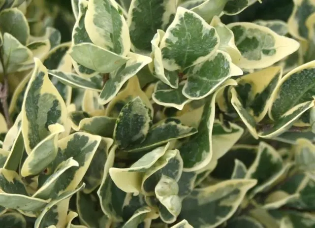 Ligustrum texanum ‘Argenteum’ — katalog fotoğrafı