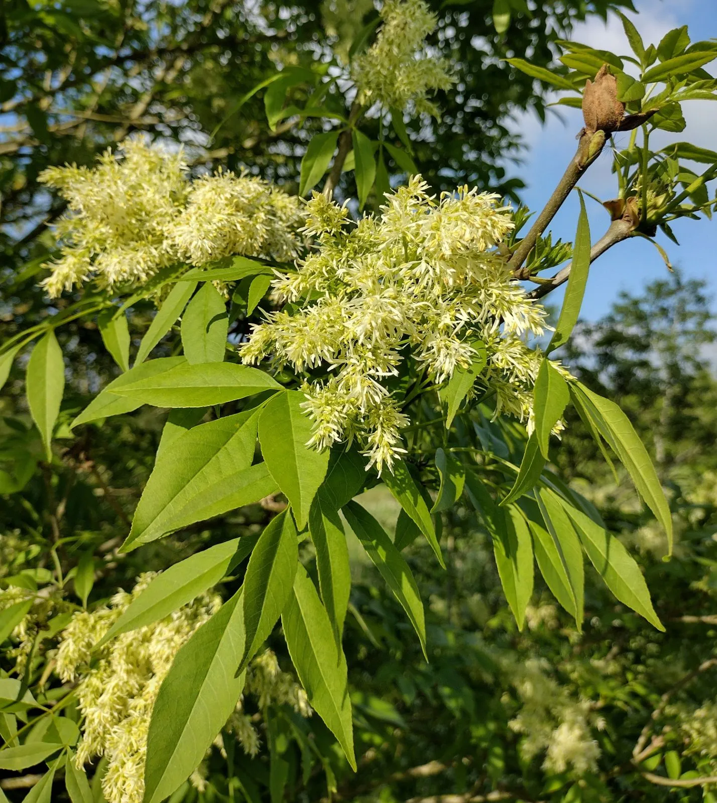 Fraxinus ornus — katalog fotoğrafı