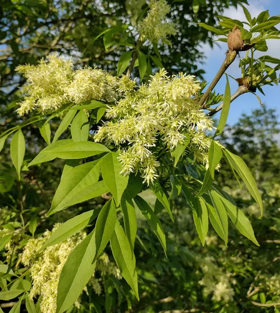 Fraxinus ornus — katalog fotoğrafı
