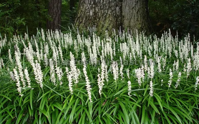 Liriope muscari ‘Monroe White’ — katalog fotoğrafı