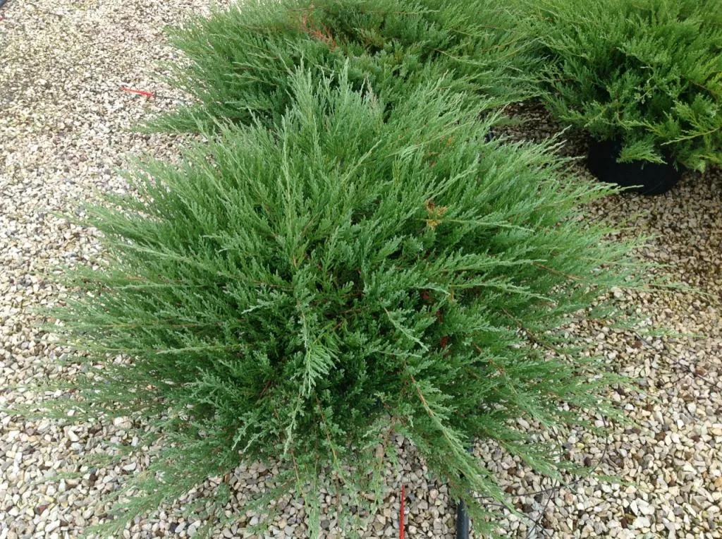 Juniperus horizontalis ‘Andorra Compacta’ — katalog fotoğrafı