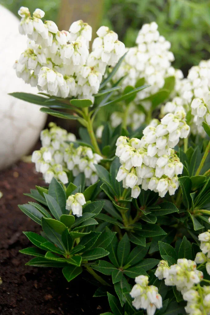 Pieris japonica ‘Prelude’ — katalog fotoğrafı