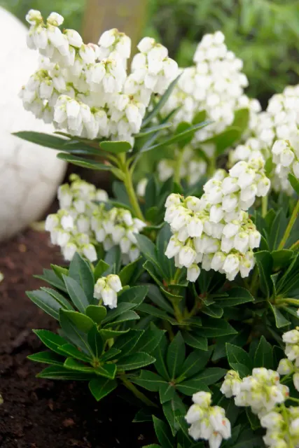 Pieris japonica ‘Prelude’ — katalog fotoğrafı