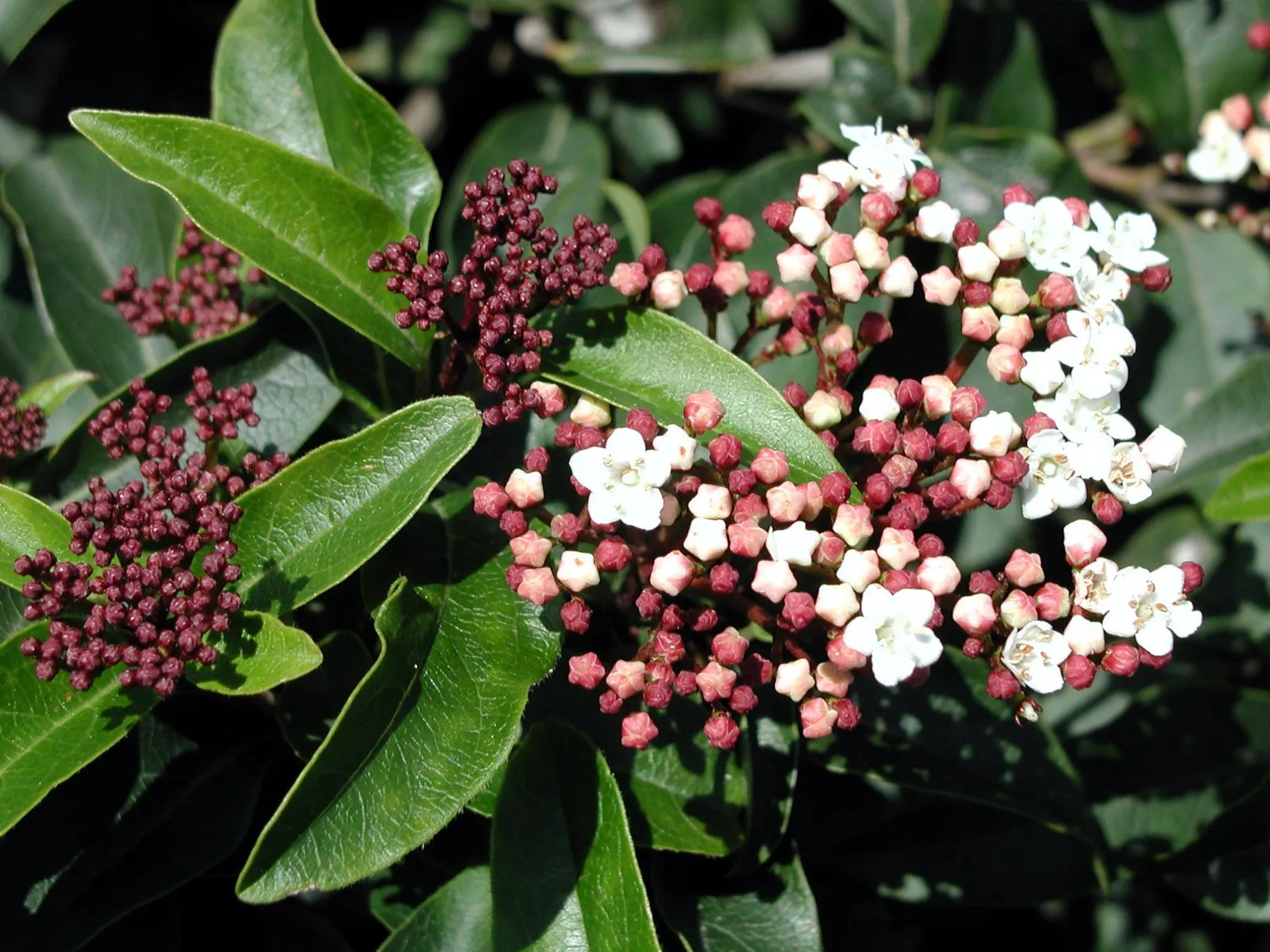 Viburnum tinus — katalog fotoğrafı